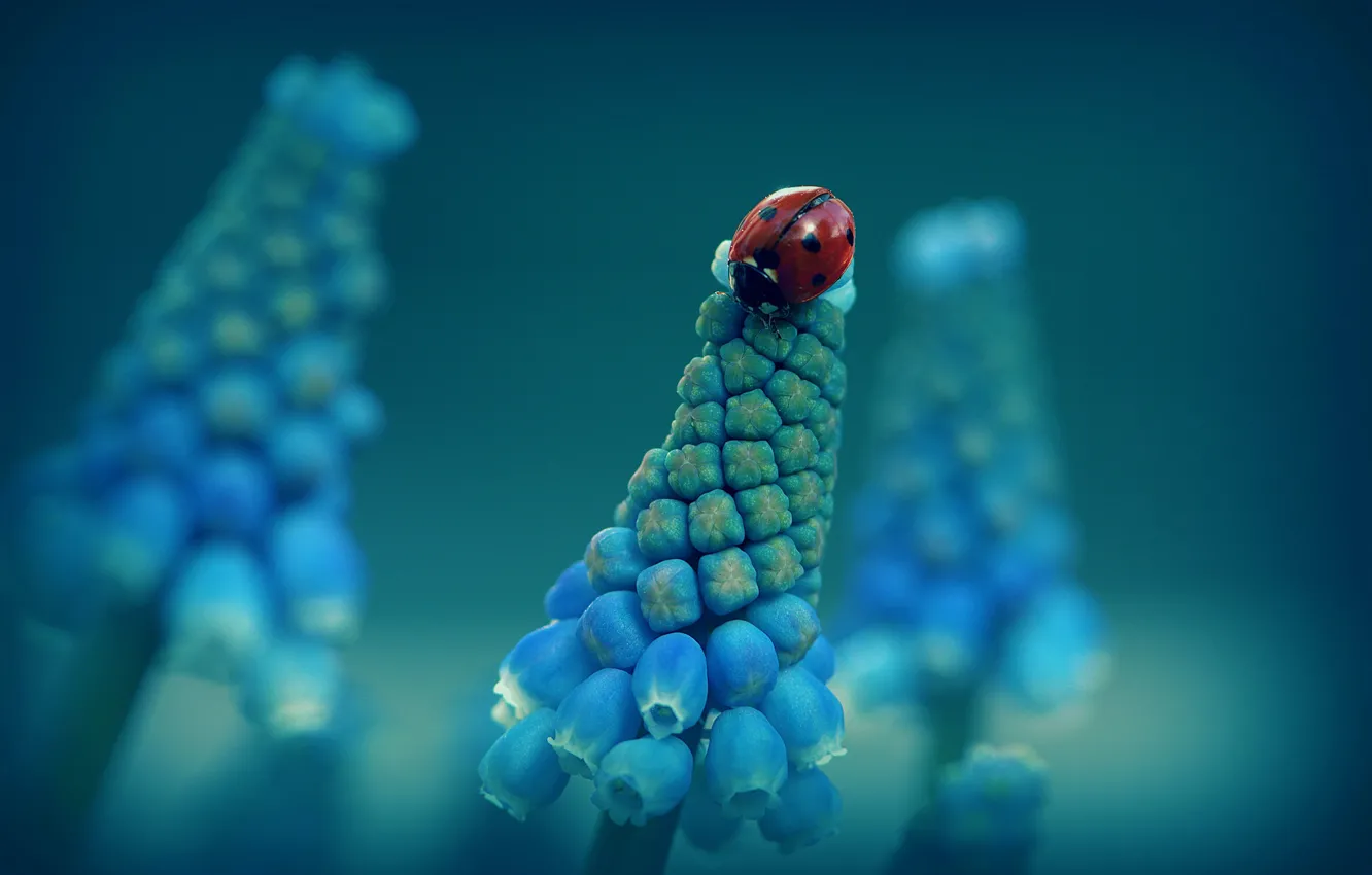 Photo wallpaper macro, flowers, blue, ladybug, beetle, spring, insect, blue background