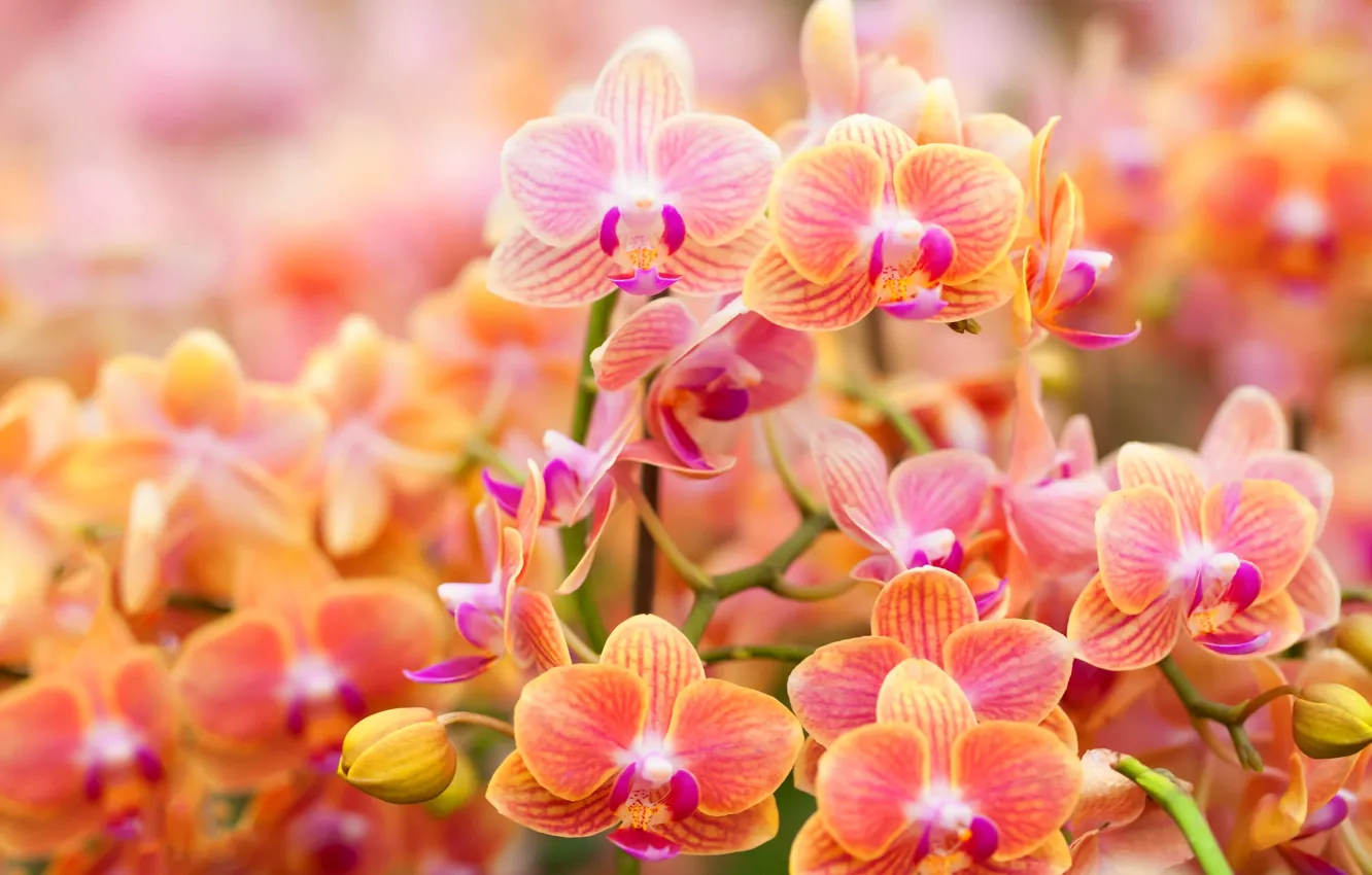 Photo wallpaper petals, Bud, bright, Orchid