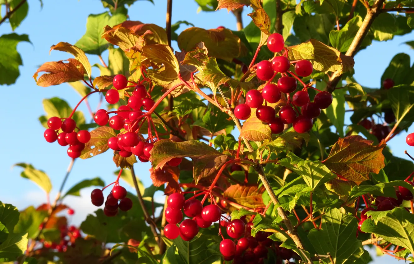 Photo wallpaper autumn, leaves, berries, red, Kalina