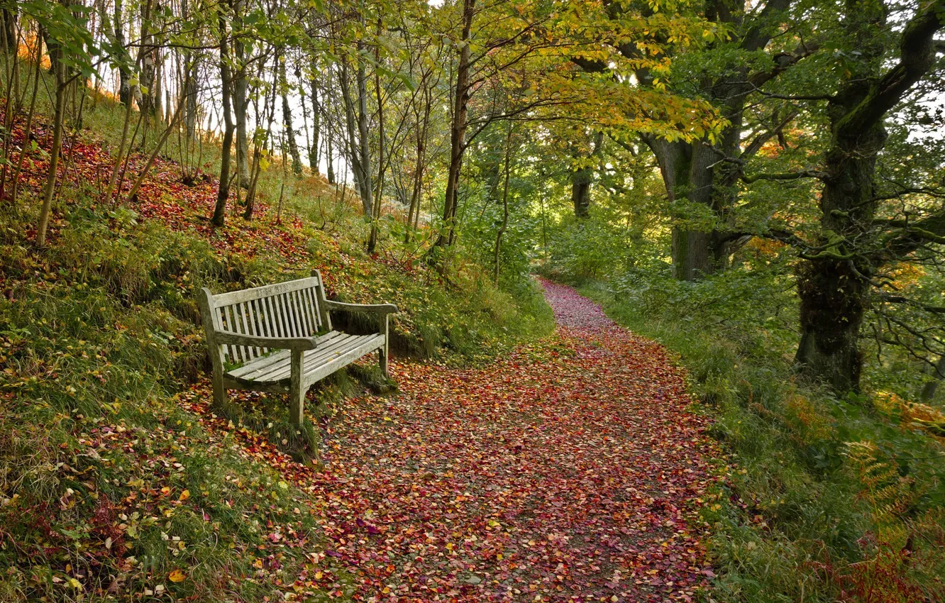 Photo wallpaper autumn, forest, leaves, bench, shop, path