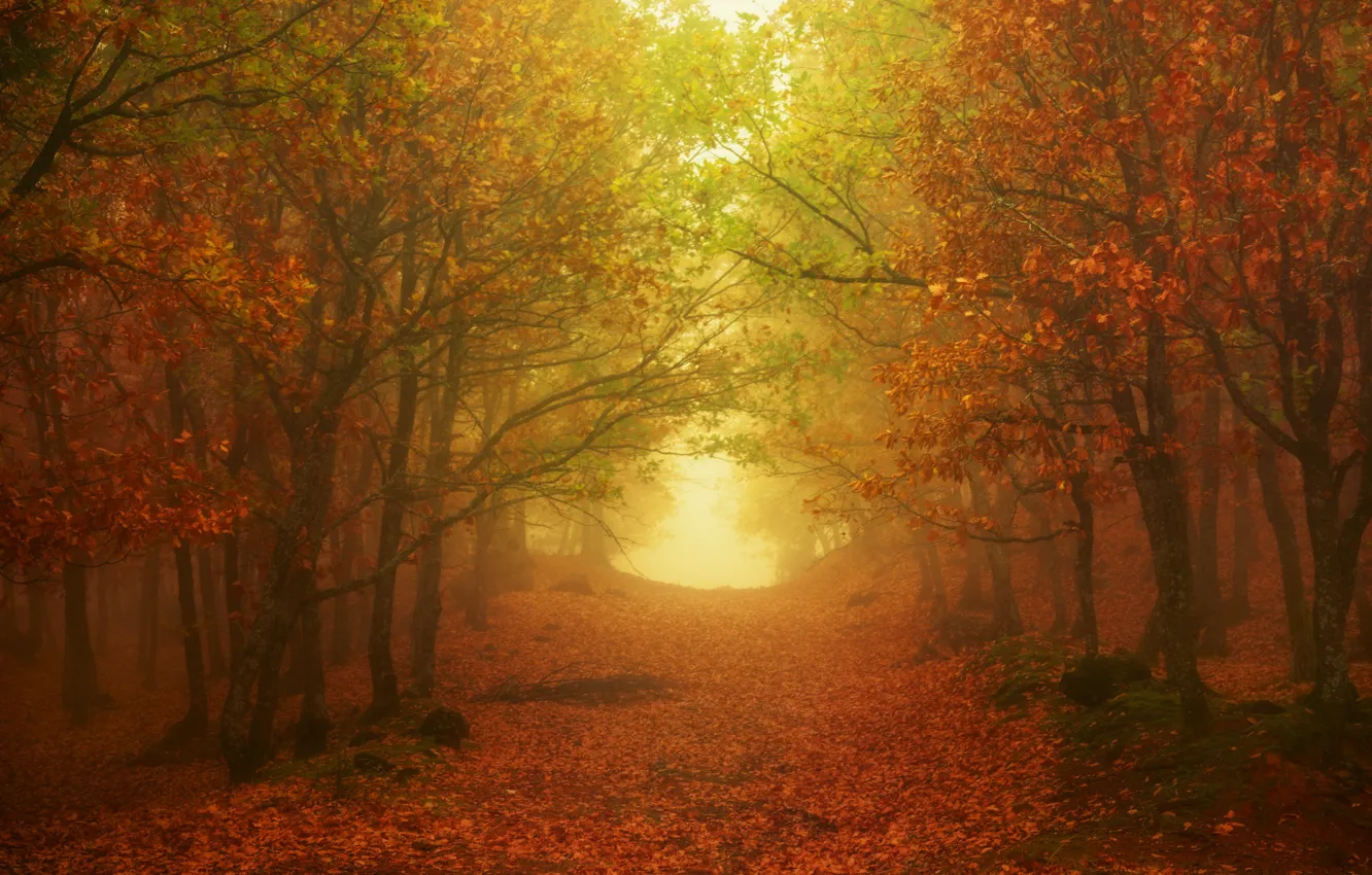 Photo wallpaper autumn, forest, fog