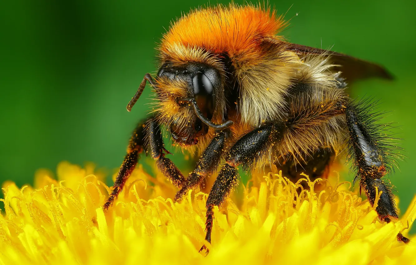 Photo wallpaper macro, yellow, green, bee, background, pollen, insect, bumblebee