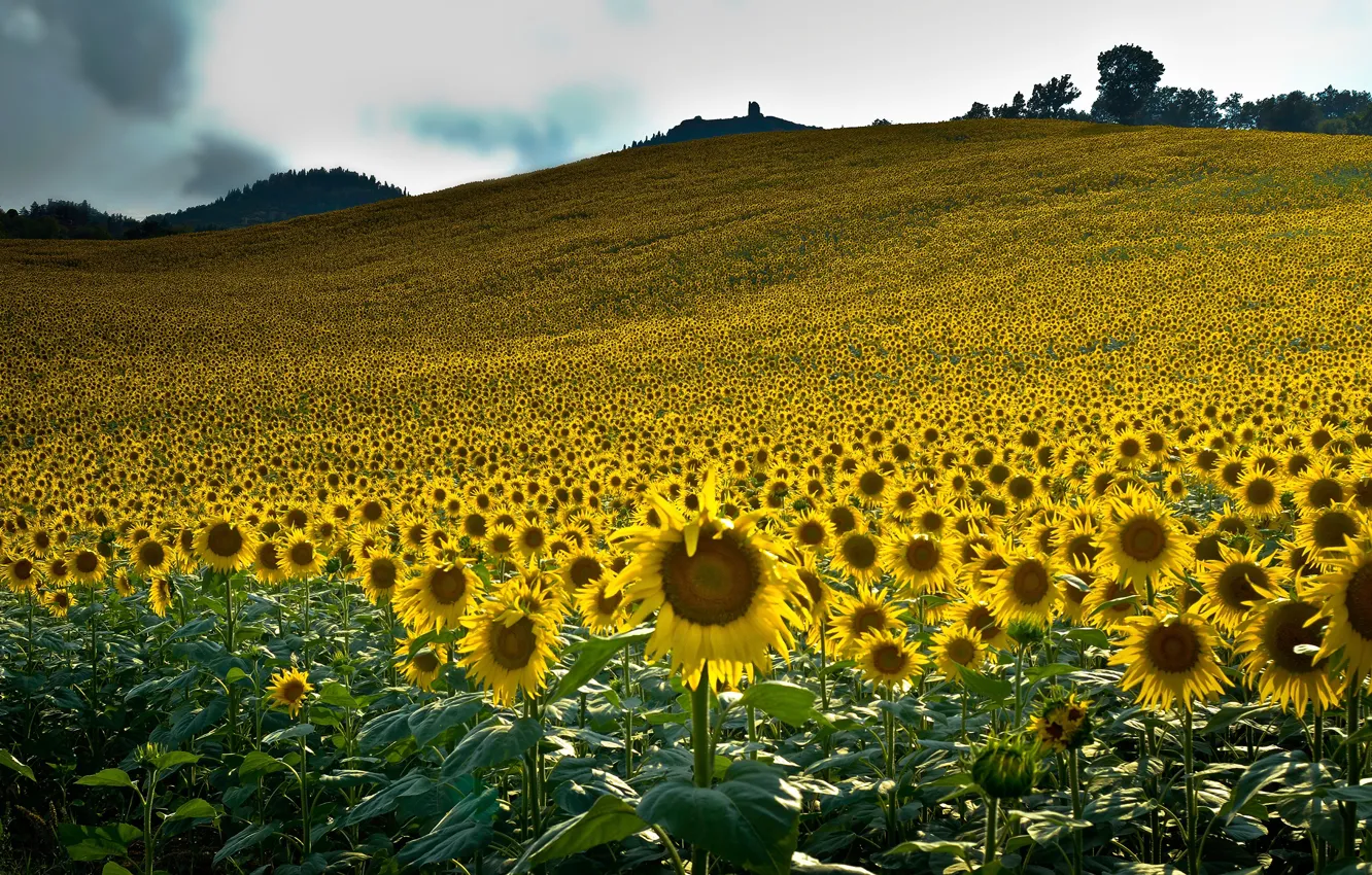Photo wallpaper field, summer, the sky, clouds, sunflowers, landscape, flowers, mountains