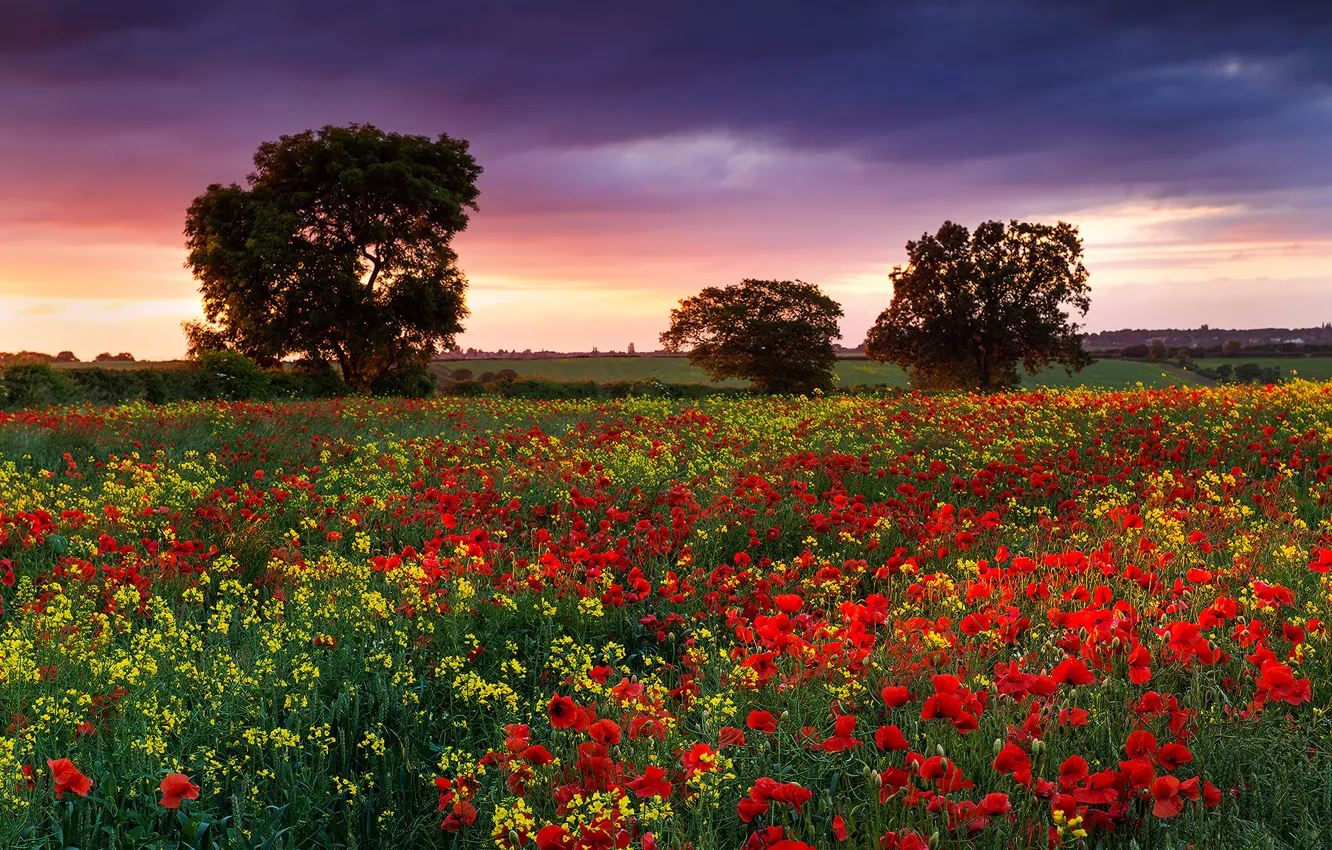Photo wallpaper field, summer, flowers, England, Maki, Nature, the evening, dervla