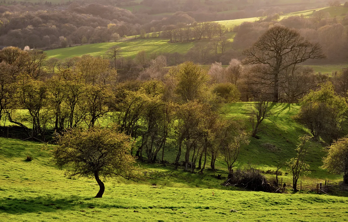 Photo wallpaper greens, field, trees, nature, spring, slope