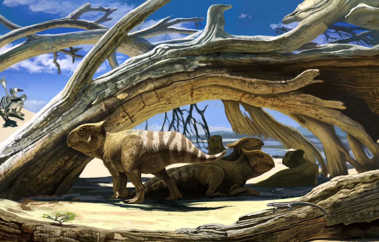 Photo wallpaper desert, small, Protoceratops, dinosaurs