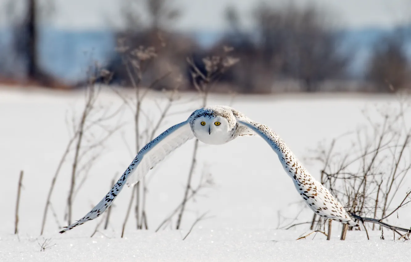 Photo wallpaper winter, field, look, snow, flight, branches, nature, owl