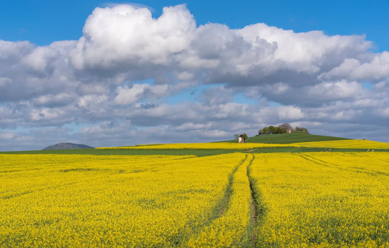 Photo wallpaper road, summer, the sky, clouds, flowers, yellow, spring, meadow