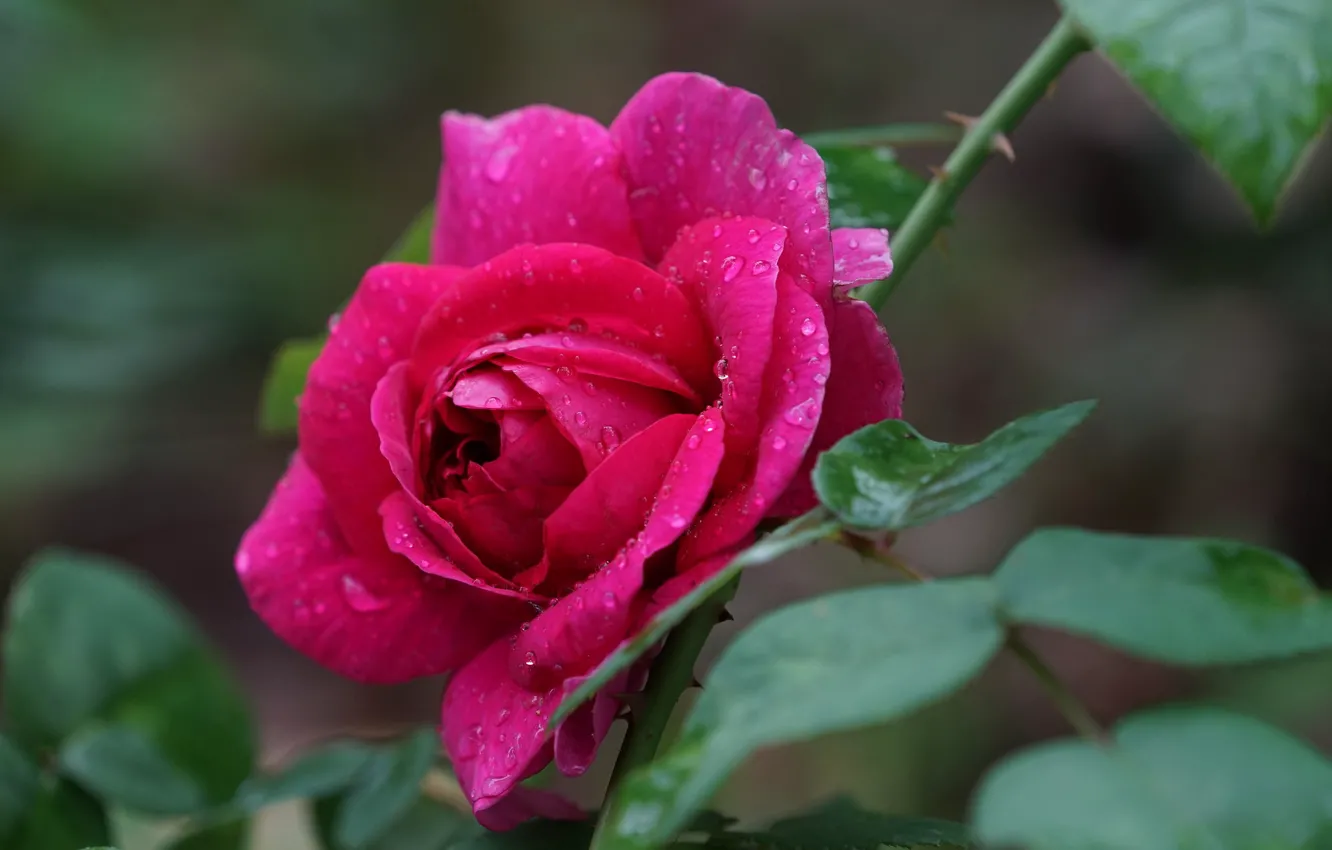 Photo wallpaper leaves, drops, macro, roses, petals, raspberry