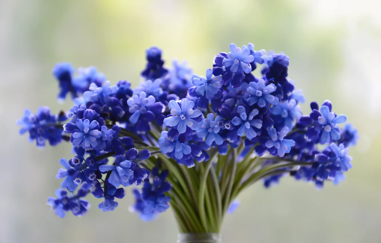 Photo wallpaper flowers, blue, bouquet, Muscari