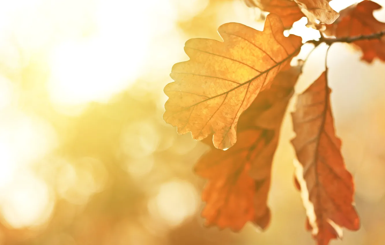 Photo wallpaper leaves, the sun, photo