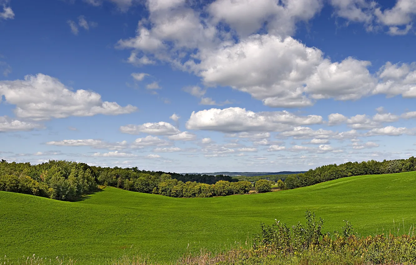 Photo wallpaper greens, field, summer, the sky, grass, the sun, clouds, trees