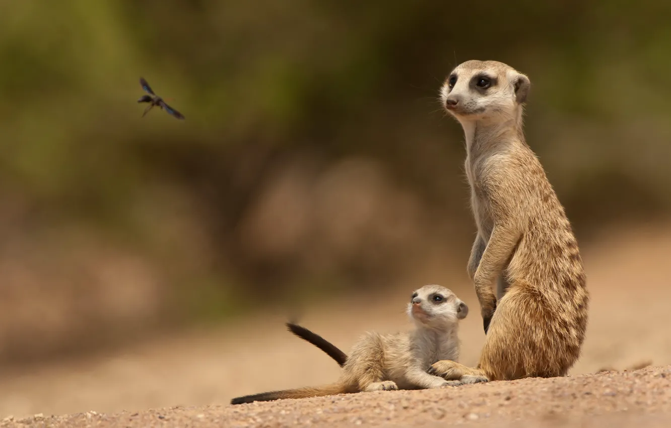 Photo wallpaper meerkats, baby, insect, family