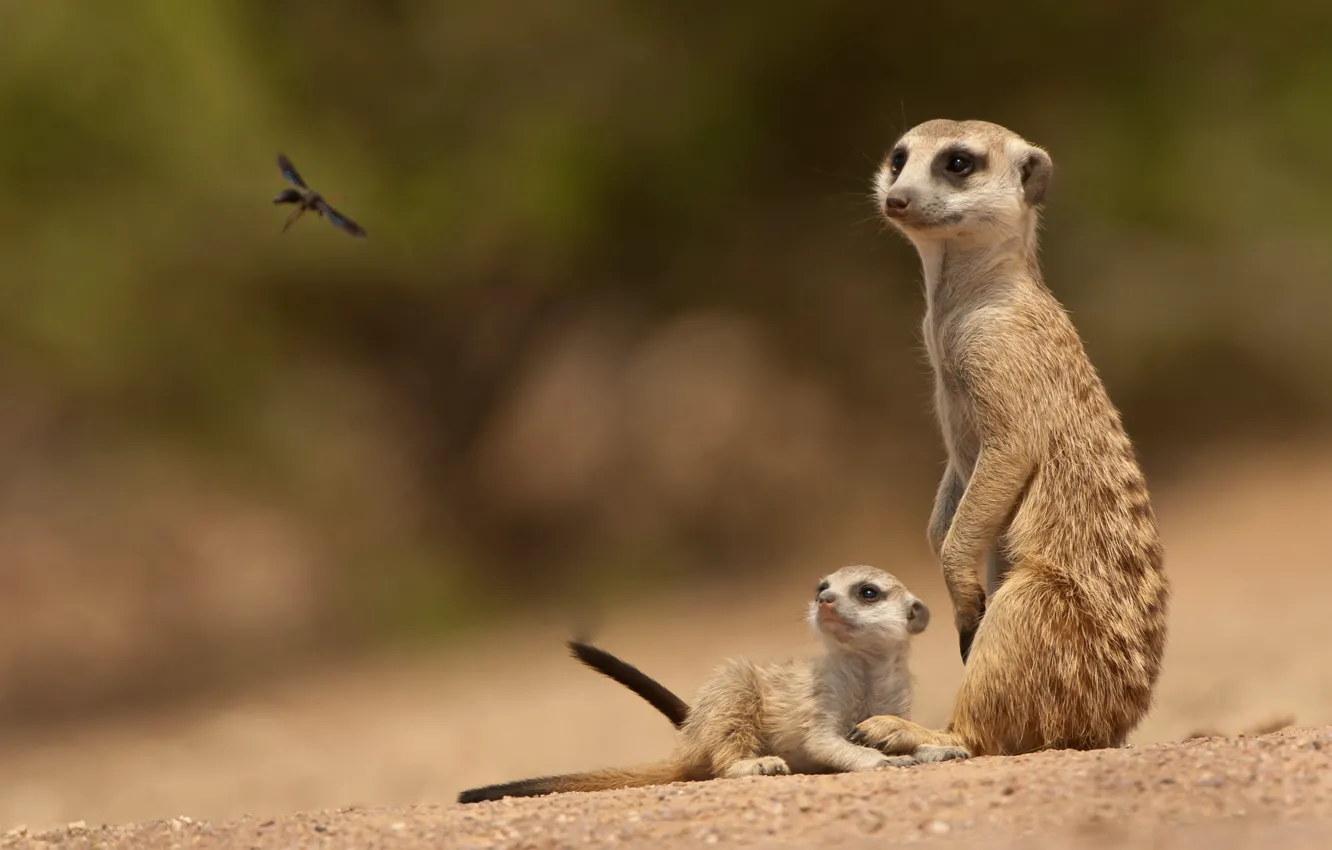 Photo wallpaper baby, insect, family, Meerkats