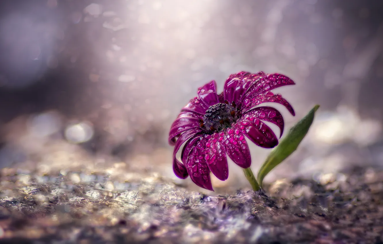 Photo wallpaper purple, water, drops, flowers, squirt, background, one, leaf