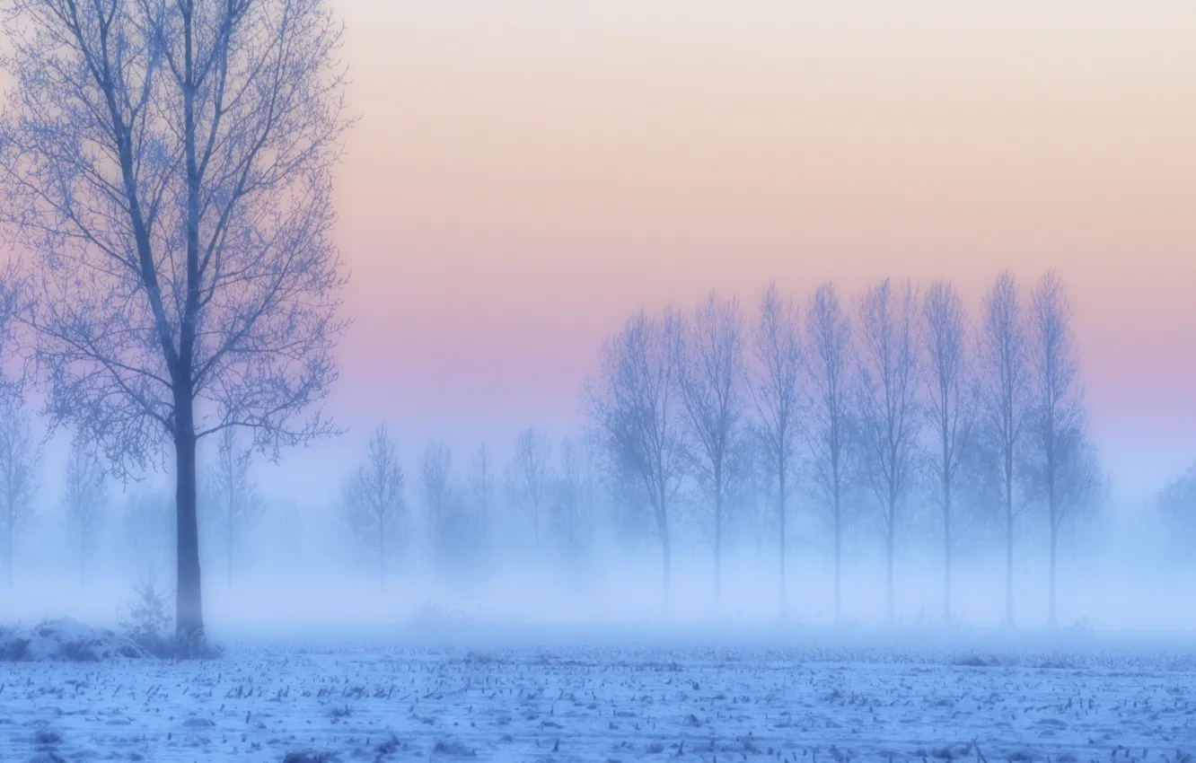 Photo wallpaper frost, field, snow, trees, sunset, fog, lilac, pink