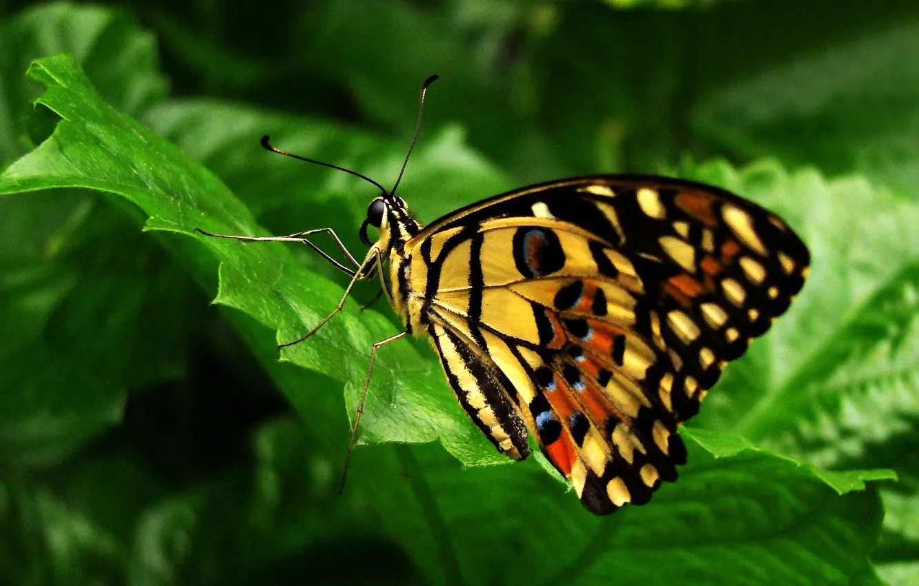 Photo wallpaper butterfly, wings, insect, green leaf