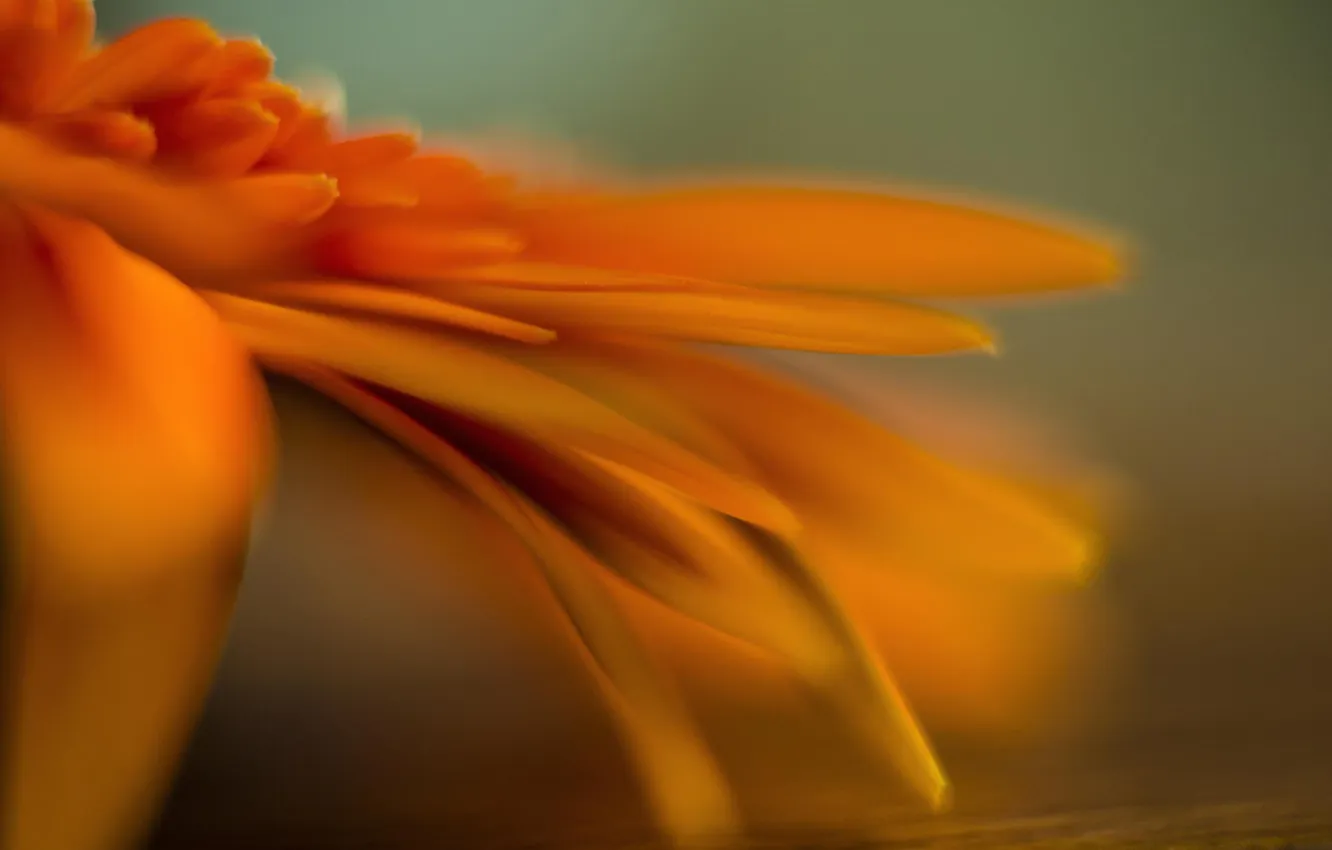 Photo wallpaper macro, flowers, orange, calendula