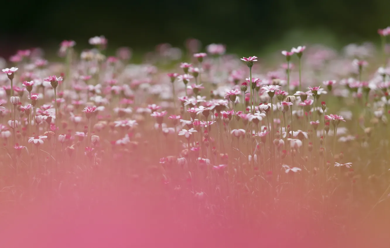 Photo wallpaper summer, flowers, nature, background