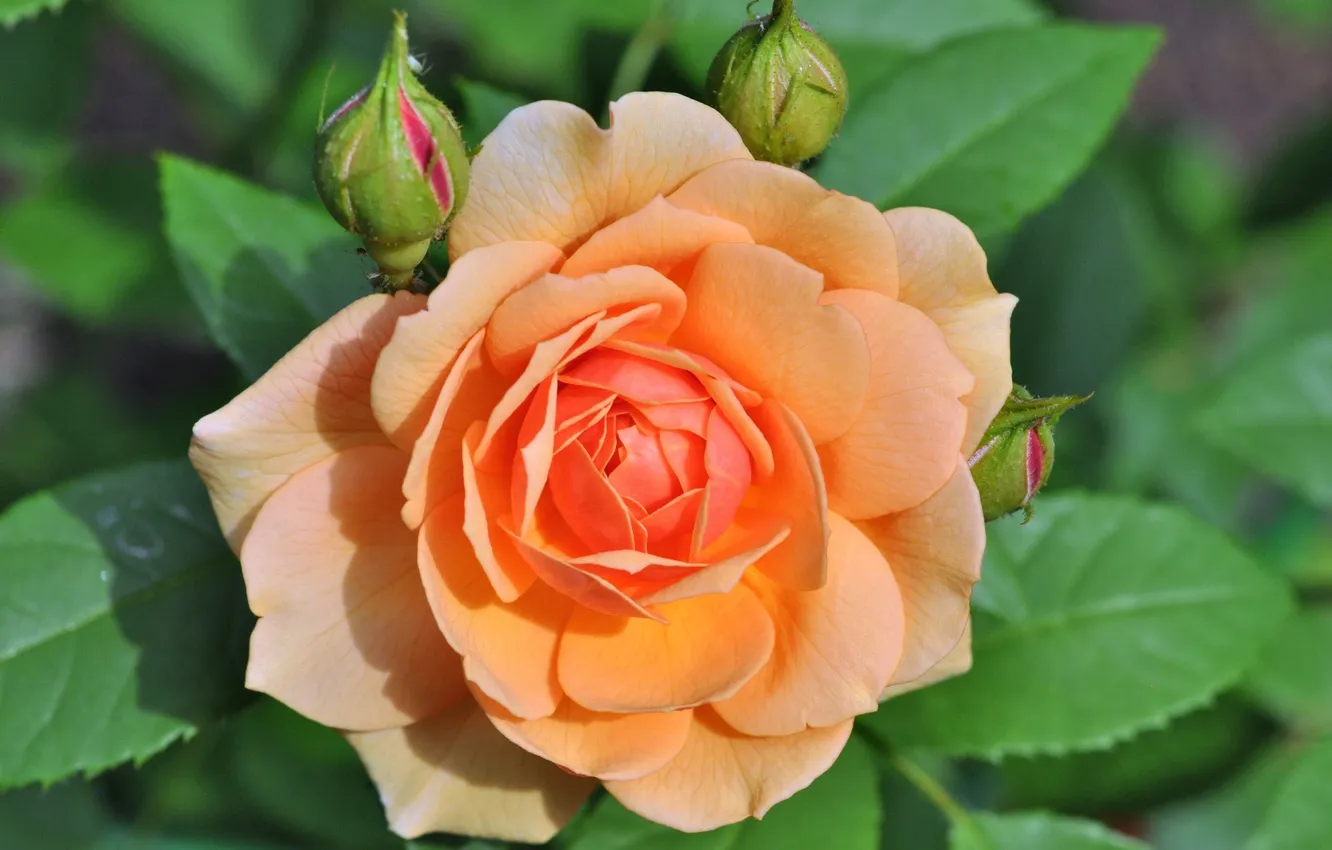 Photo wallpaper flowers, roses, petals, buds, peach