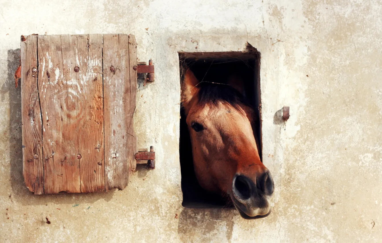 Photo wallpaper wall, horse, window