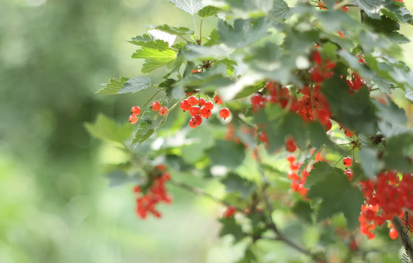 Photo wallpaper summer, the sun, macro, currants, red berry