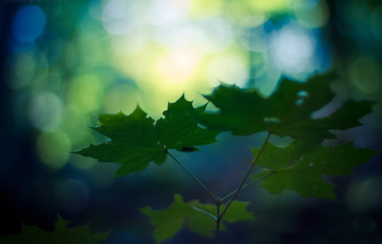 Photo wallpaper leaves, glare, branch, green, maple