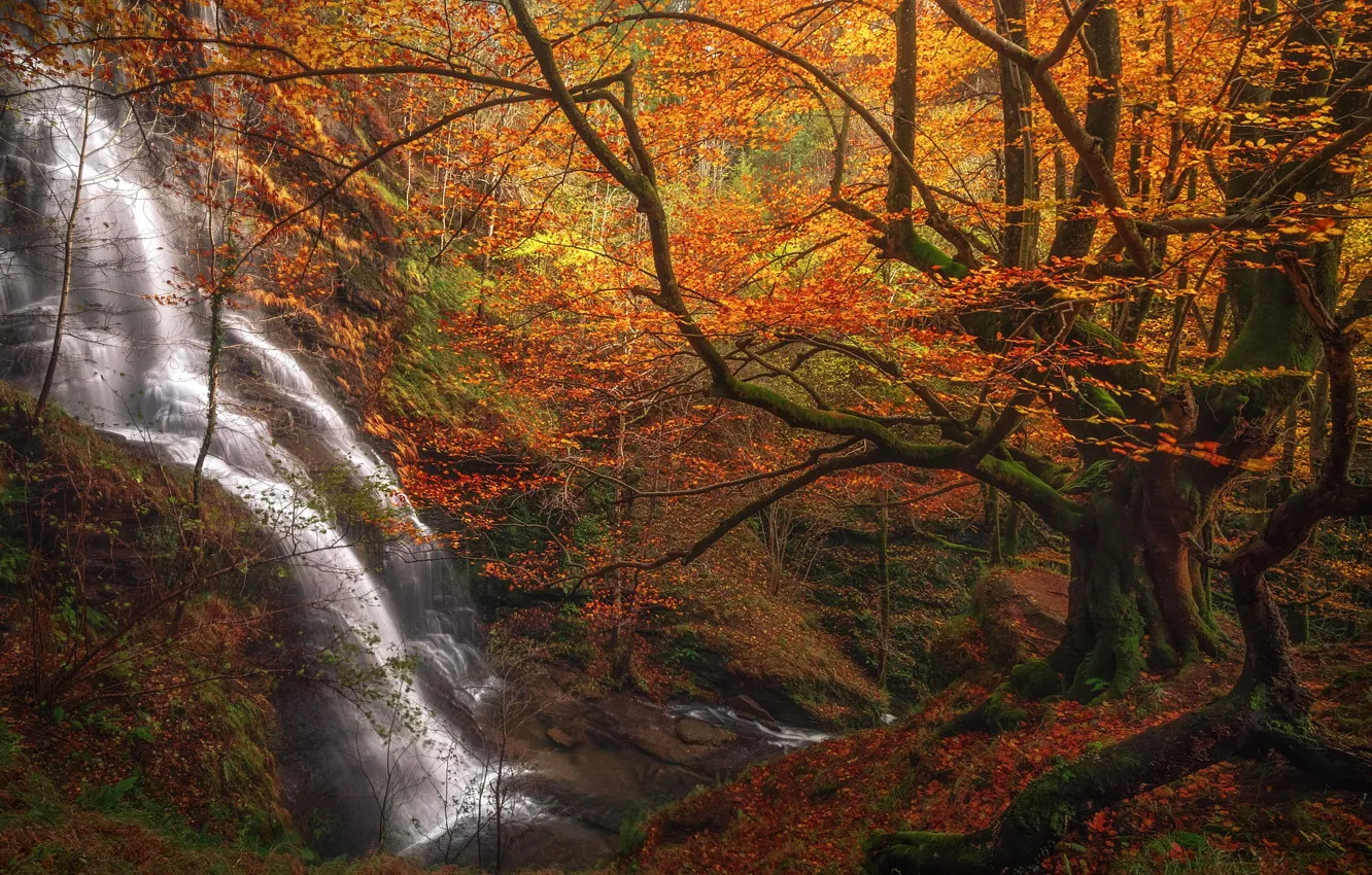 Photo wallpaper autumn, forest, trees, waterfall, Spain, cascade, Spain, Biscay
