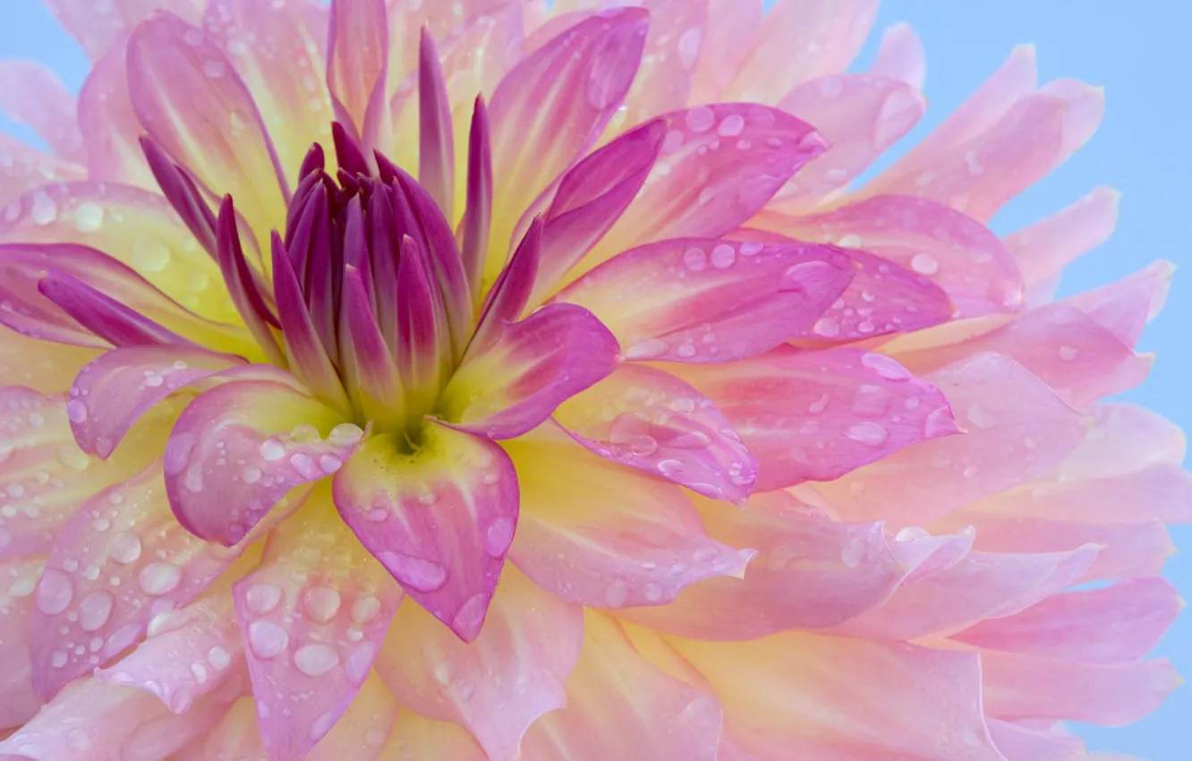 Photo wallpaper flower, Rosa, gently, aroma