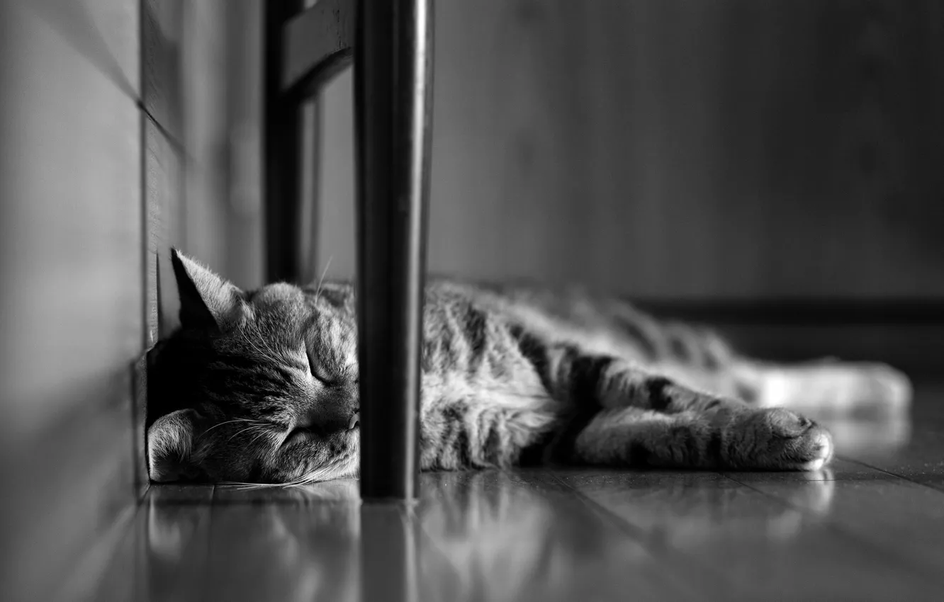 Photo wallpaper cat, cat, sleeping, lies, black and white, striped