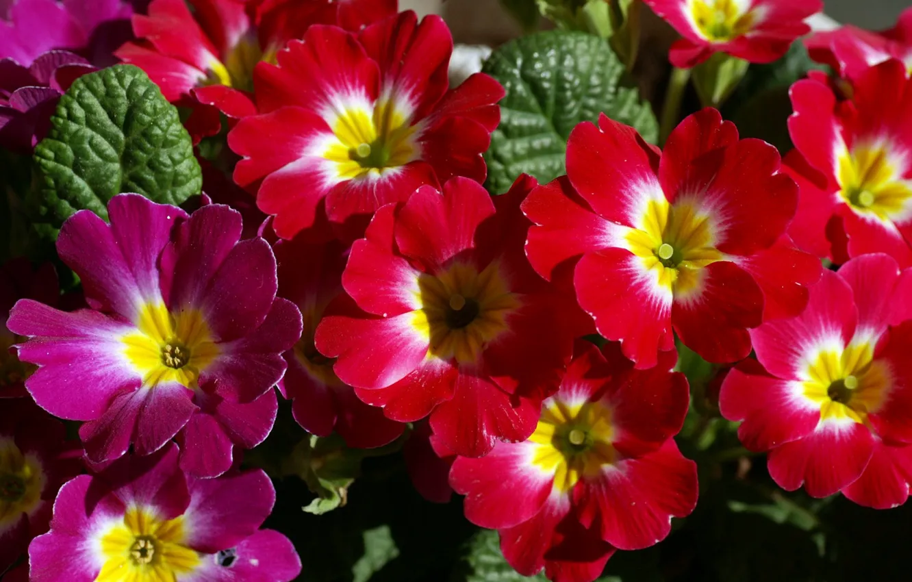 Photo wallpaper nature, carpet, petals, meadow