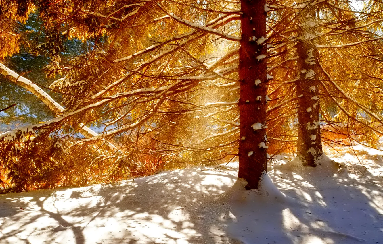 Photo wallpaper winter, forest, light, snow, trees, shadow