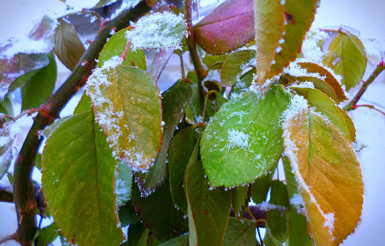 Photo wallpaper leaves, roses, December, frost