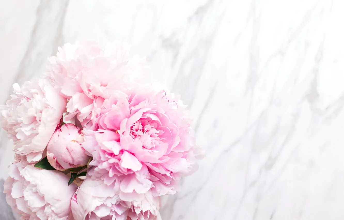 Photo wallpaper flowers, bouquet, marble, pink, flowers, peonies, peonies, tender