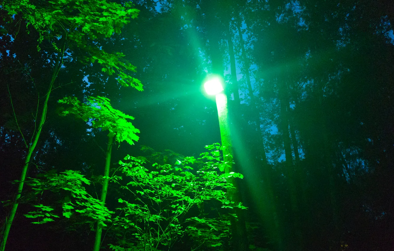 Photo wallpaper summer, leaves, trees, night, the evening, lights, Russia, July