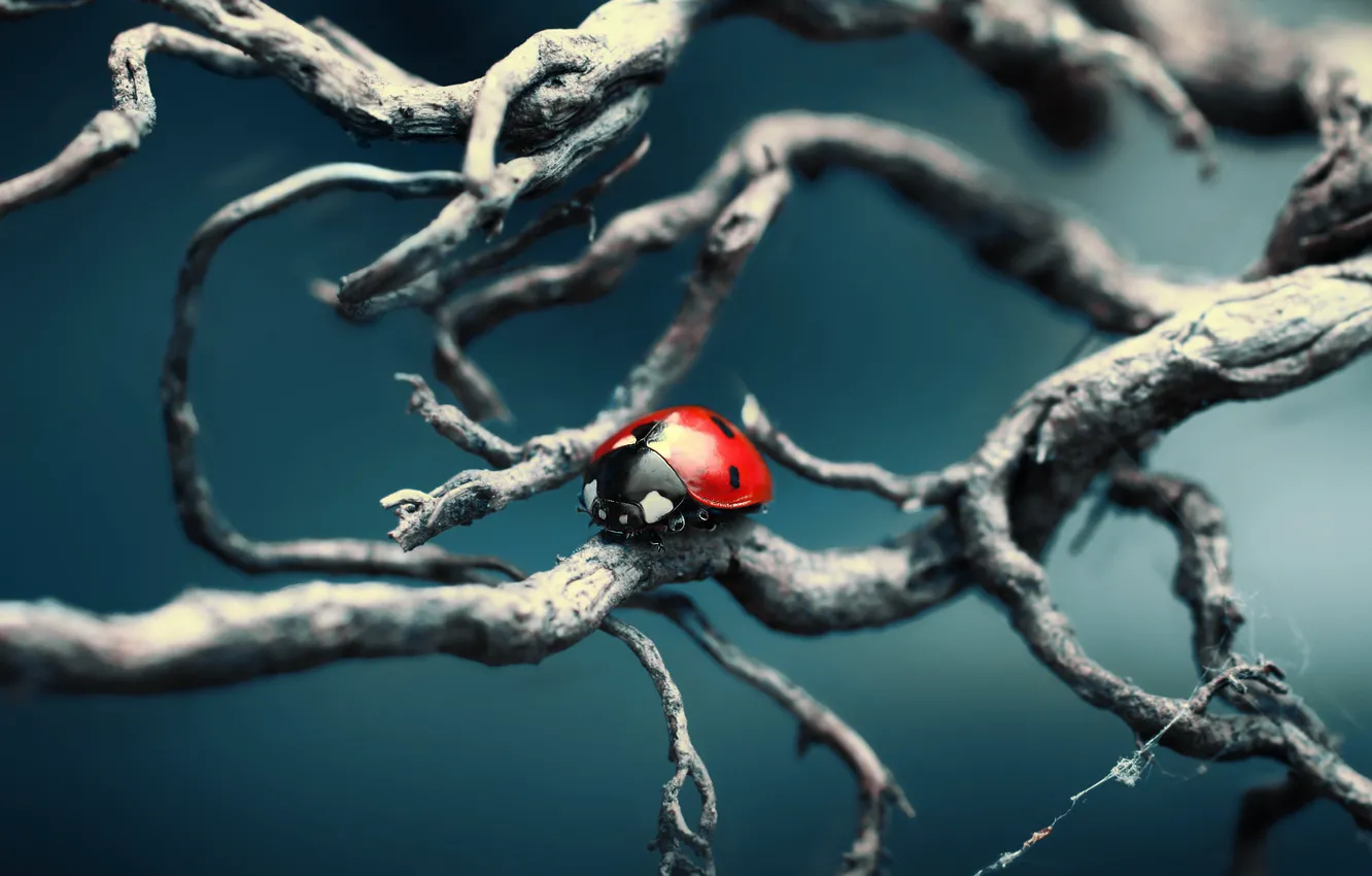 Photo wallpaper macro, nature, branch, different, ladybug, of God