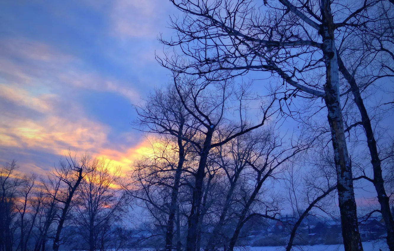 Photo wallpaper forest, the sky, the sun, trees, landscape, nature, in the background, filter