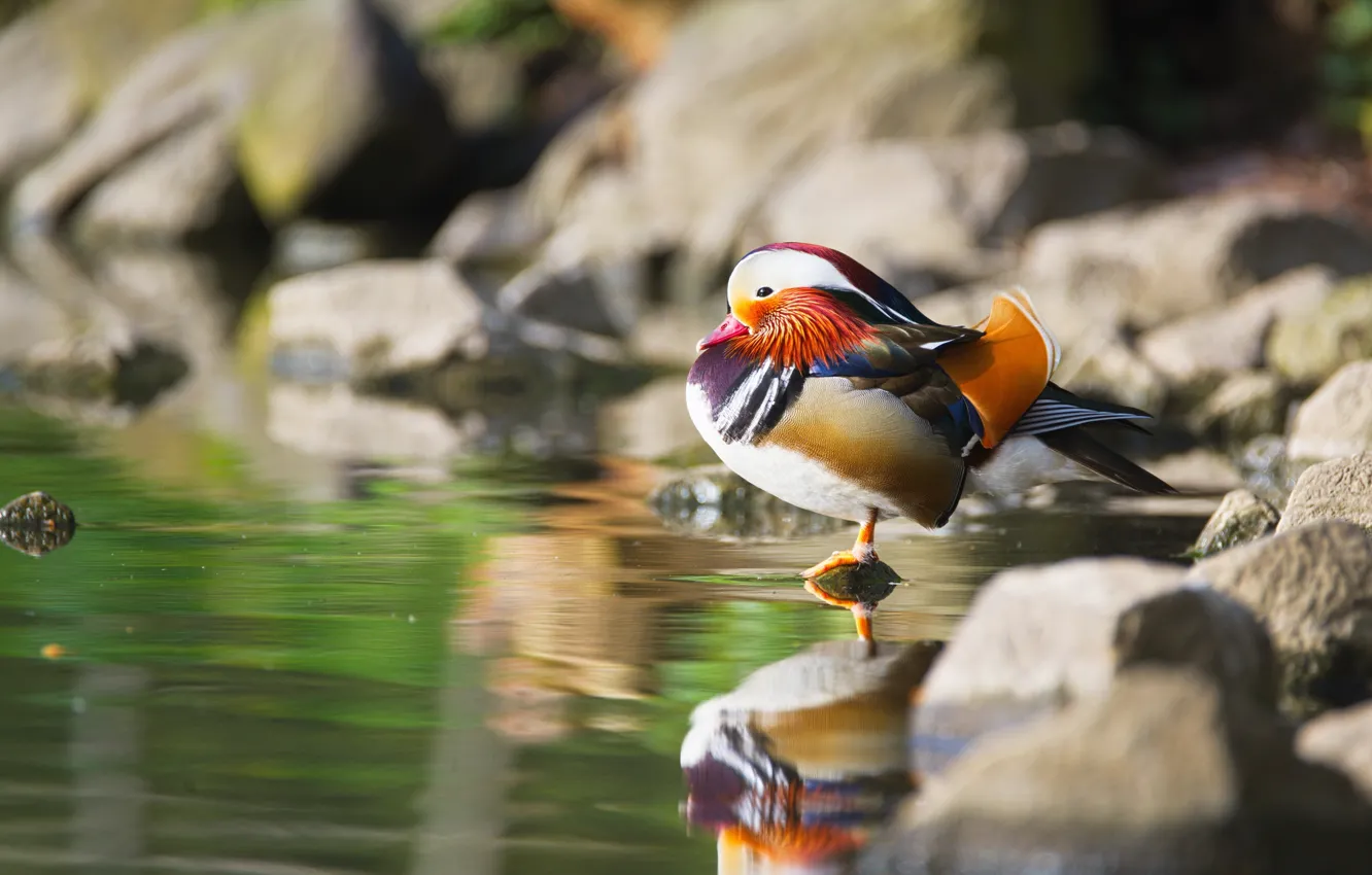 Photo wallpaper nature, stones, bird, duck, pond, tangerine