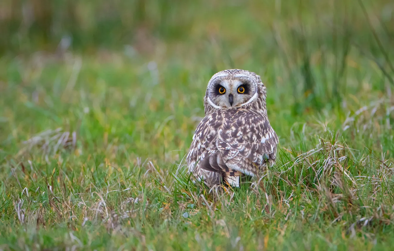 Photo wallpaper greens, field, grass, look, owl, bird, glade