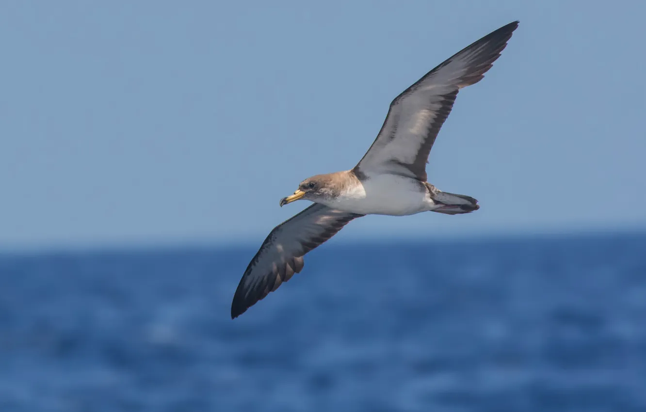 Photo wallpaper sea, flight, bird, bokeh, The Thunderbirds, Mediterranean Shearwater