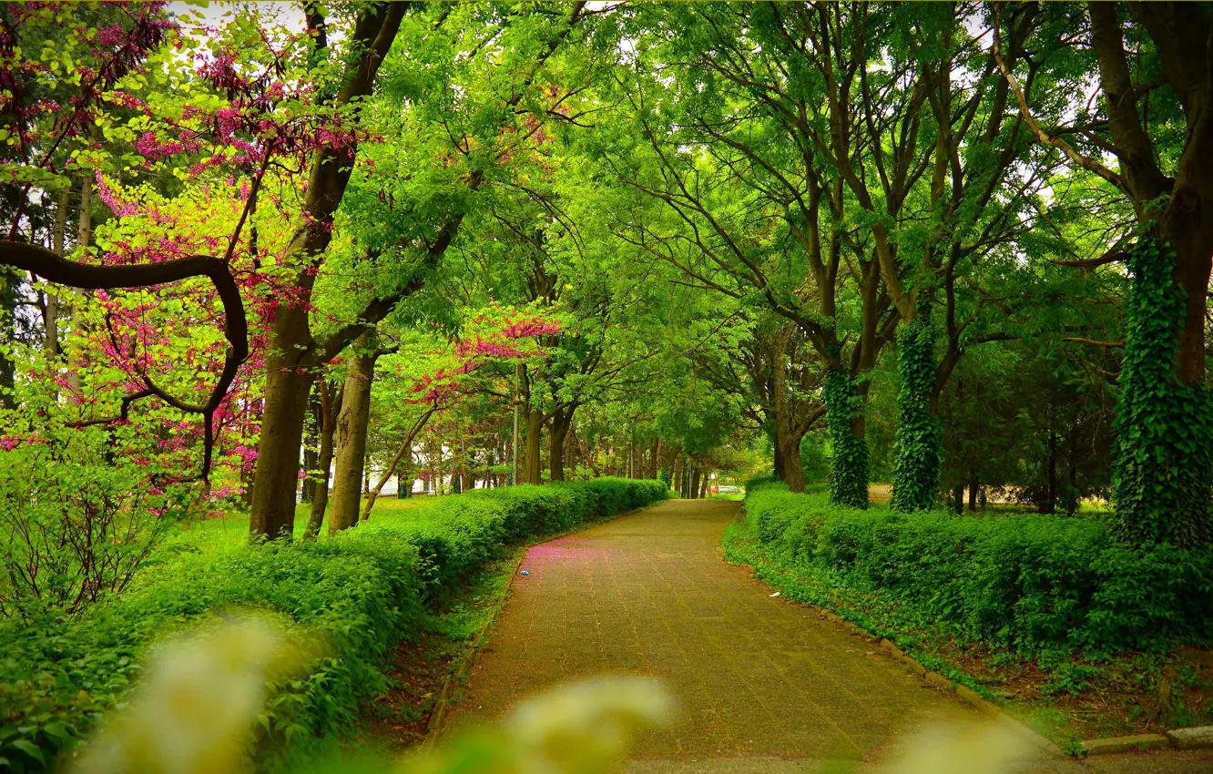 Photo wallpaper Spring, Trees, Park, Alley, Track, Park, Spring, Trees