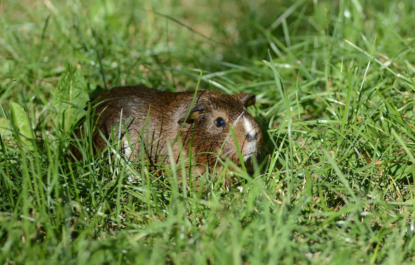 Photo wallpaper summer, grass, Guinea pig, rodent