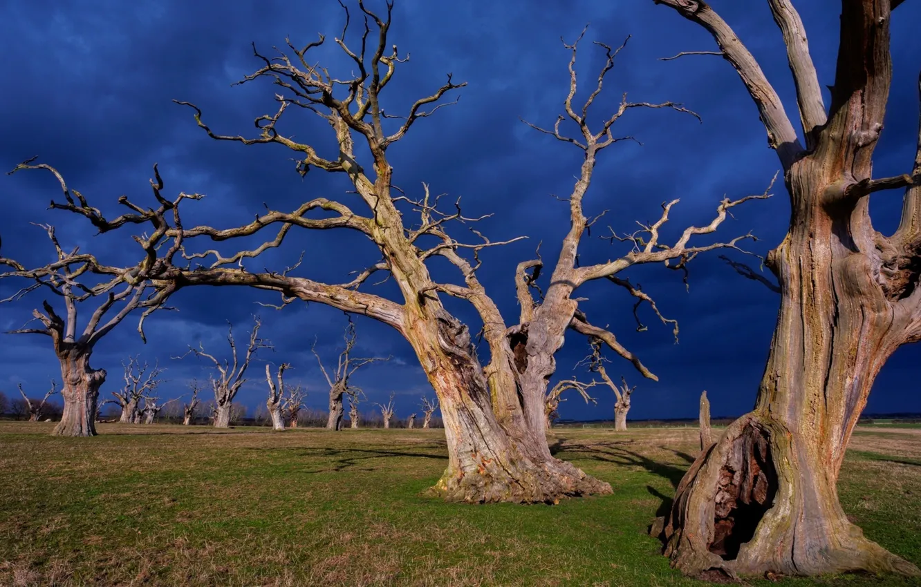 Photo wallpaper nature, landscapes, tree