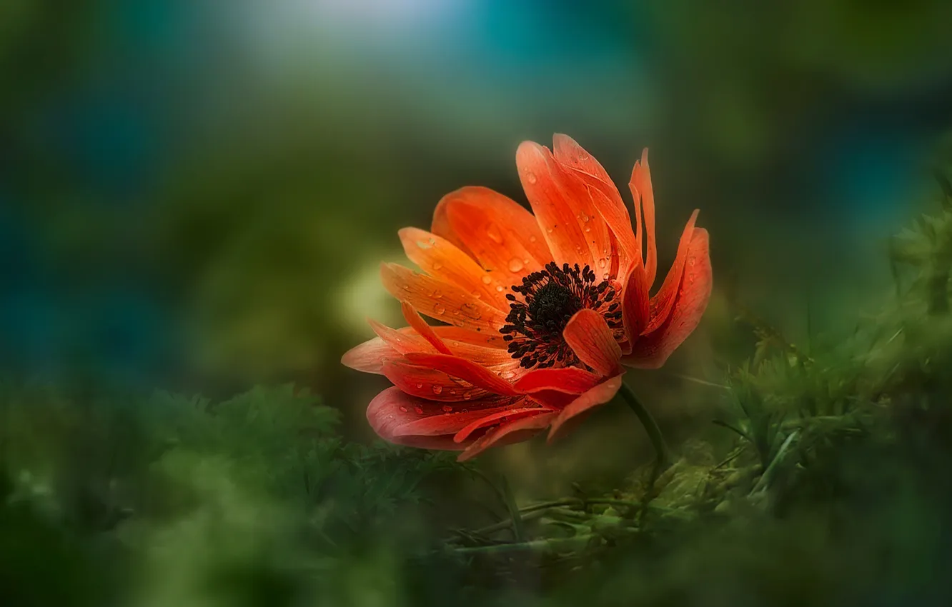 Photo wallpaper flowers, red, anemones