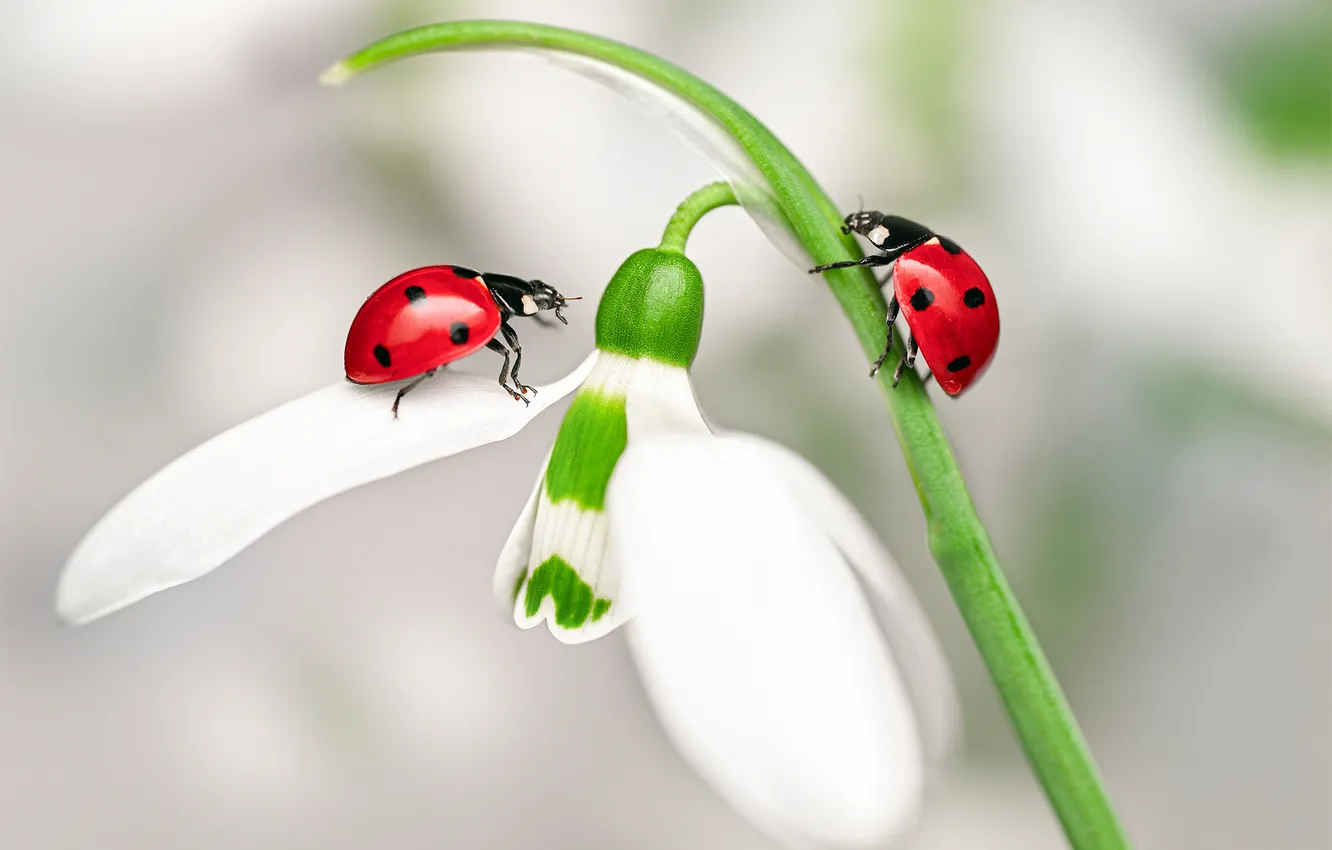 Photo wallpaper flower, macro, insects, bugs, ladybugs, snowdrop