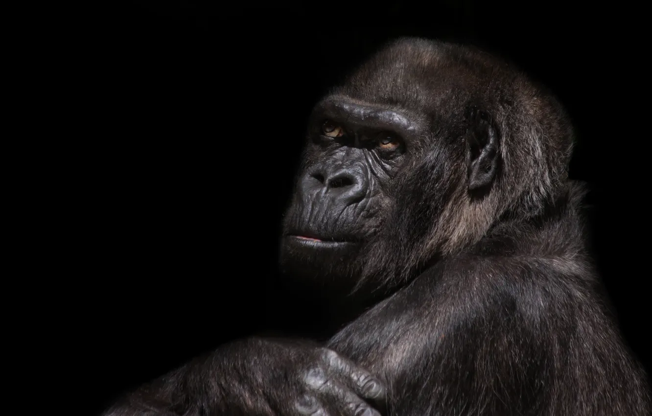 Photo wallpaper view, animal, fur, thinking