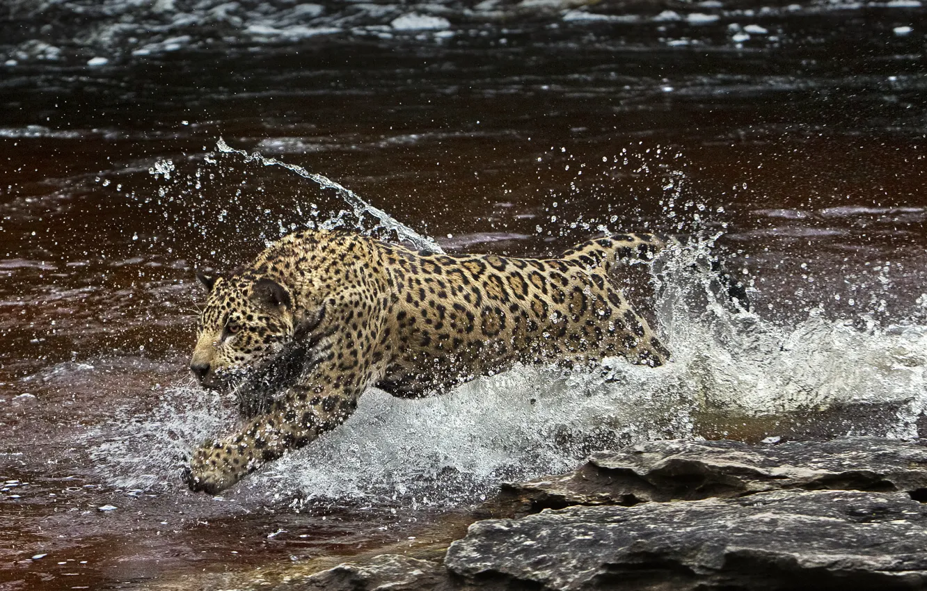 Photo wallpaper water, squirt, predator, Jaguar, Amazon, (film)