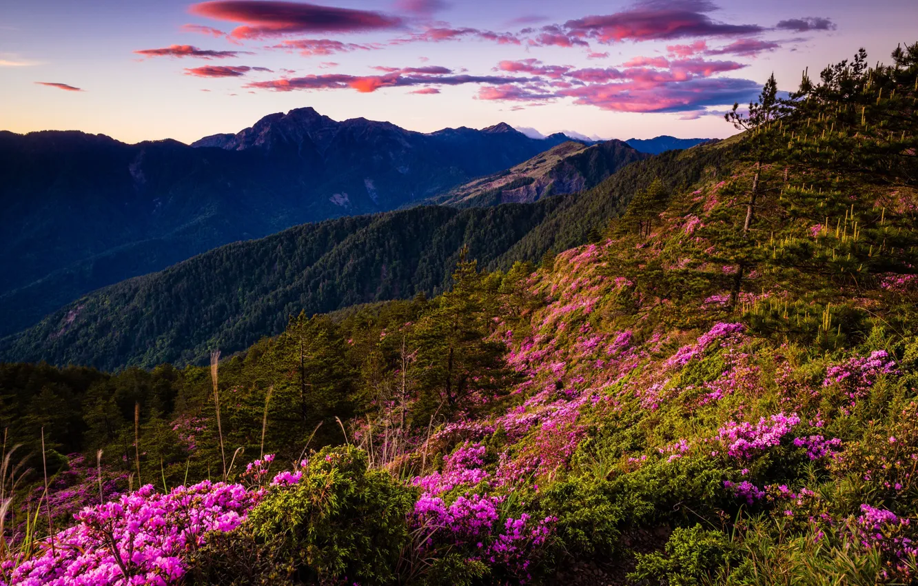 Photo wallpaper greens, forest, the sky, clouds, trees, landscape, flowers, mountains