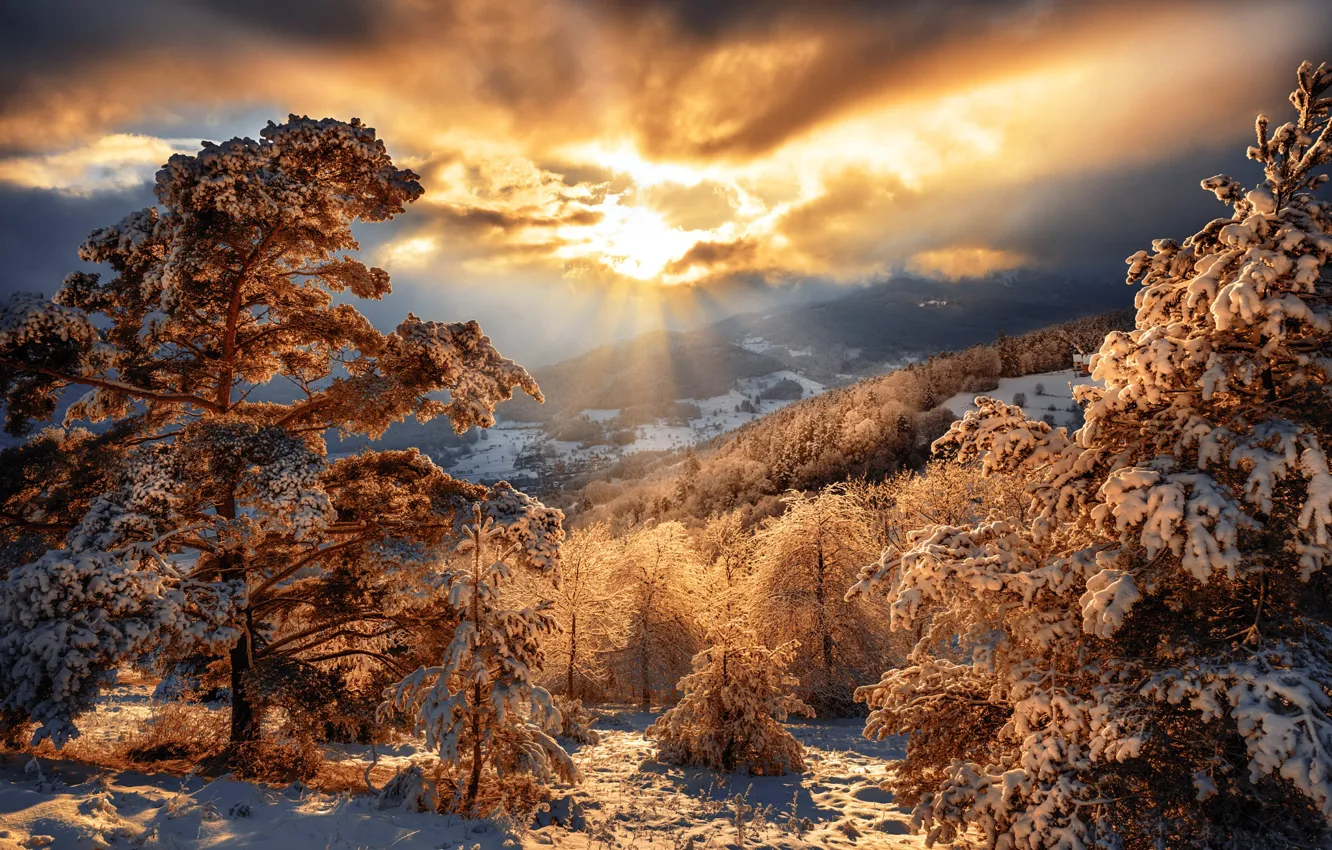 Photo wallpaper winter, forest, the sky, the sun, clouds, rays, light, snow