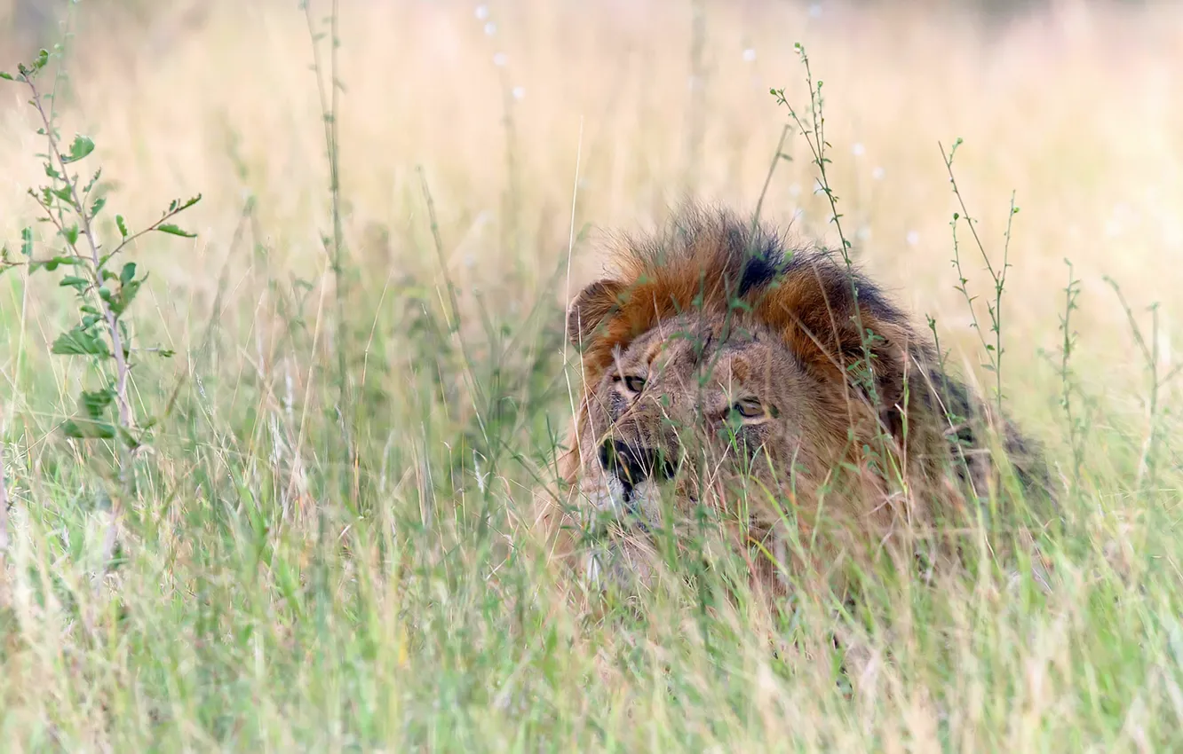 Photo wallpaper nature, Leo, beast